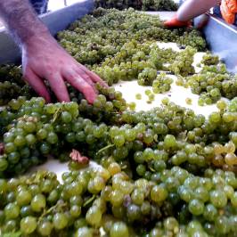 Grândola wine tasting