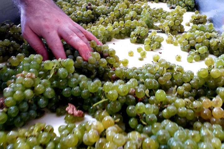 Grândola wine tasting