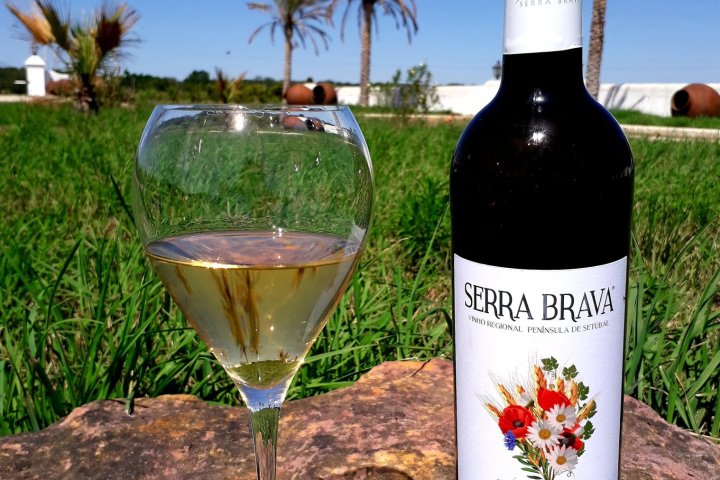 Grândola wine tasting