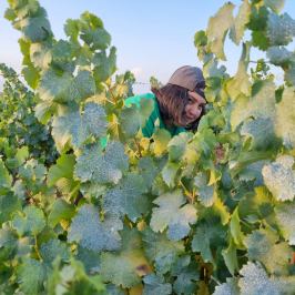 Grândola wine tasting
