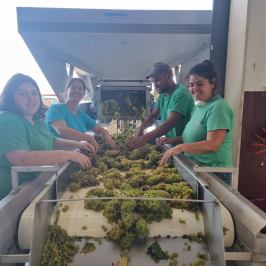 Grândola wine tasting