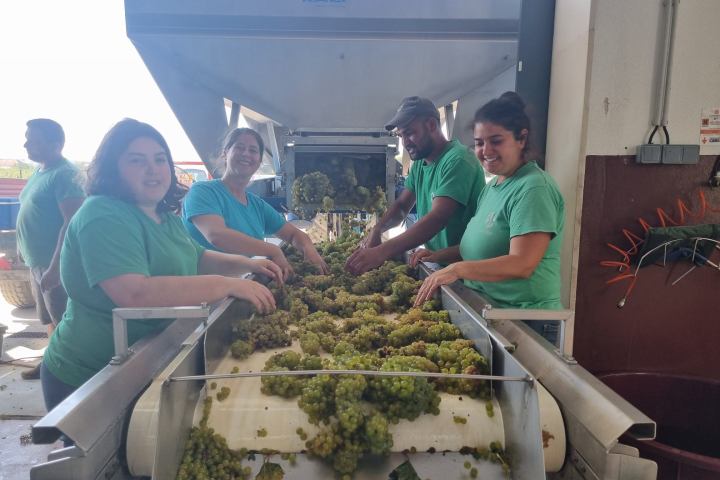 Grândola wine tasting
