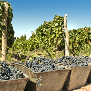 Estremoz grape harvest