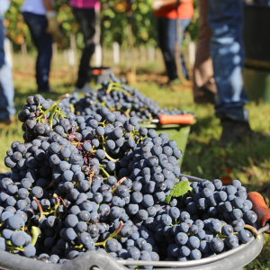 Estremoz grape harvest