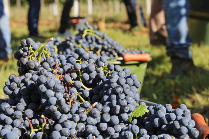 Estremoz grape harvest
