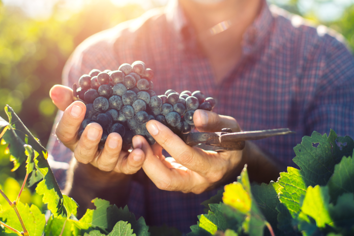 Estremoz grape harvest