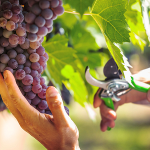 Estremoz grape harvest