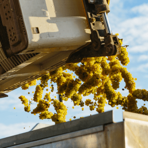 Estremoz grape harvest