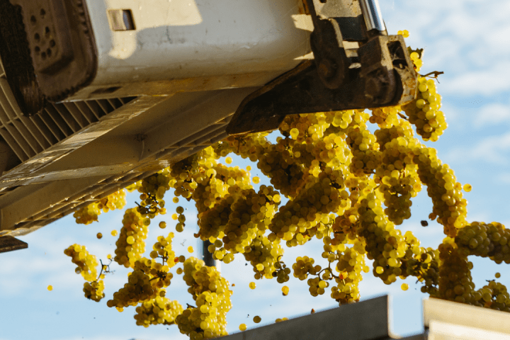 Estremoz grape harvest