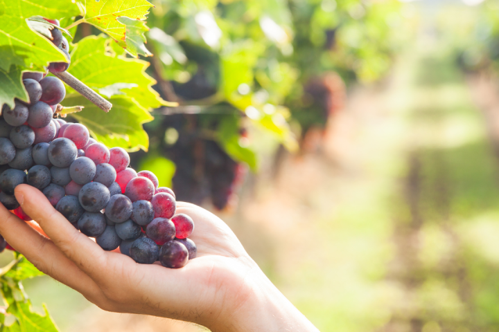 Estremoz grape harvest