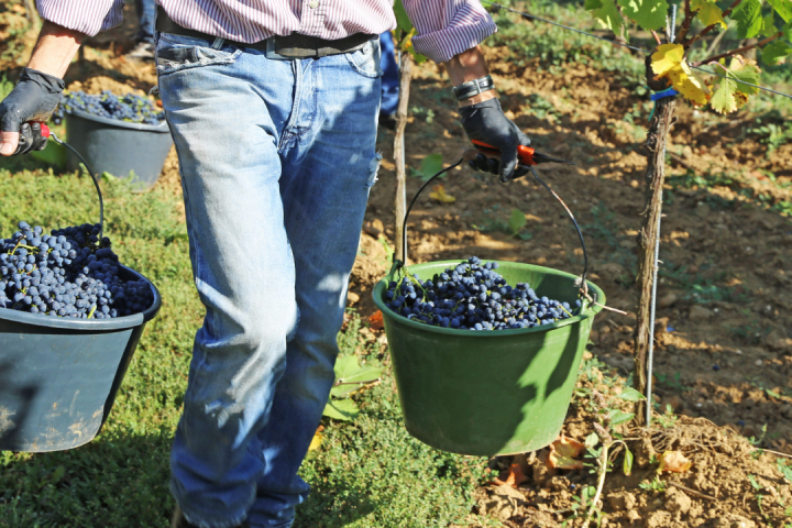 Estremoz grape harvest
