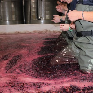 Evora Grape Stomping