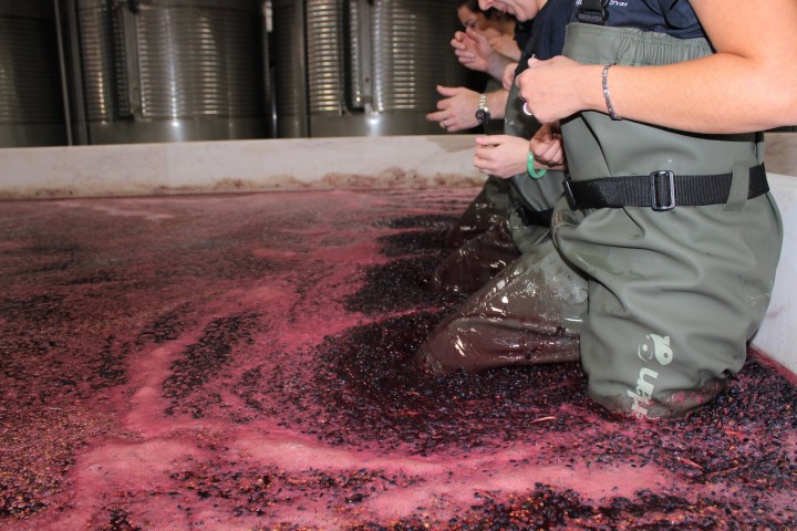 Evora Grape Stomping
