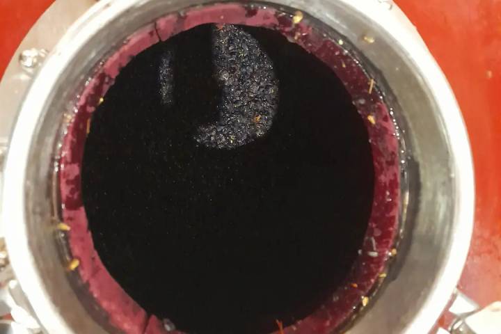 Evora Grape Stomping