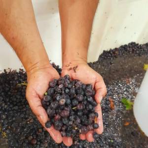 Evora Grape Stomping