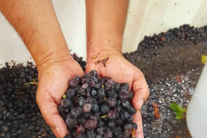 Evora Grape Stomping