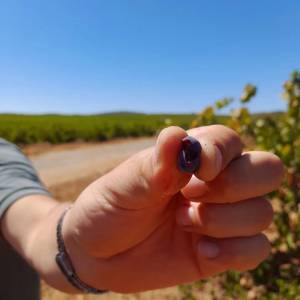 Evora Grape Stomping