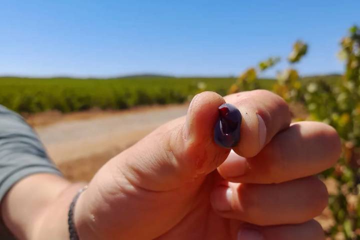 Evora Grape Stomping