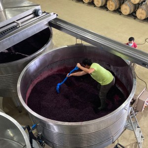 Evora Grape Stomping
