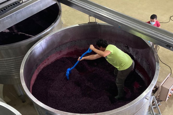 Evora Grape Stomping