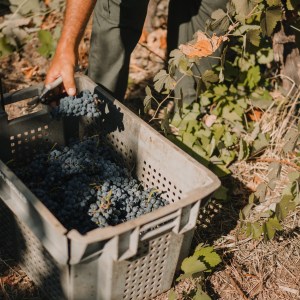 grape harvest program
