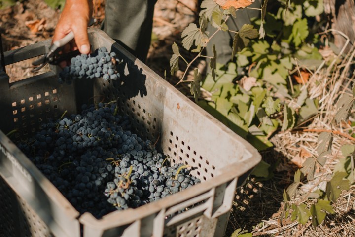 grape harvest program