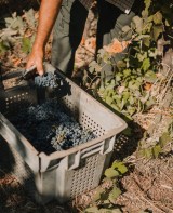 grape harvest program