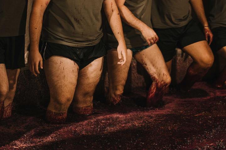 grape harvest program