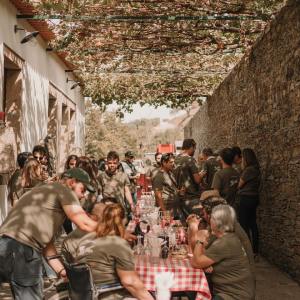 grape harvest program