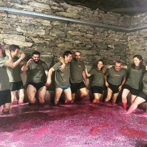 grape harvest program