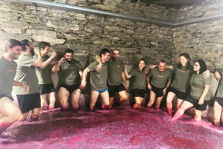 grape harvest program