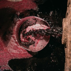 grape harvest program