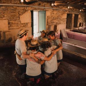 grape harvest program