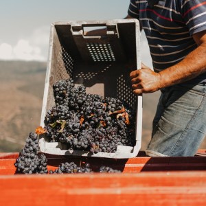 grape harvest program