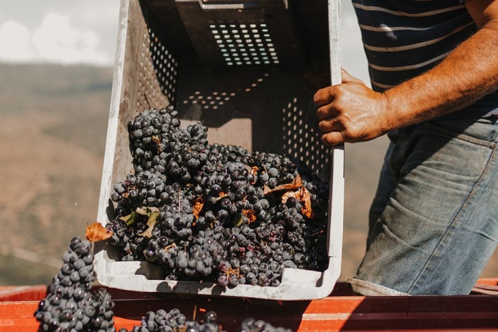 grape harvest program