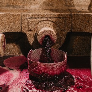 grape harvest program