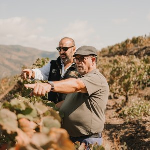 grape harvest program