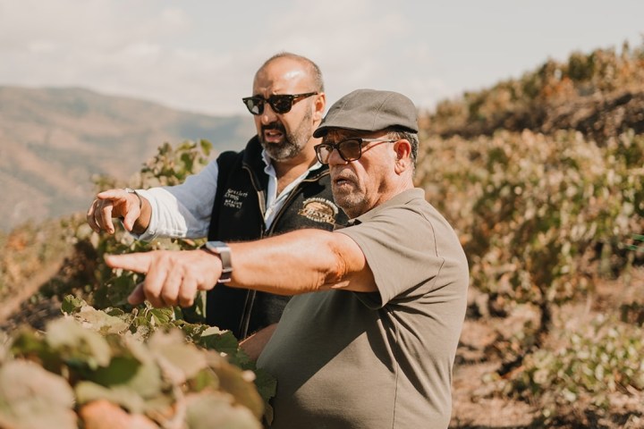 grape harvest program