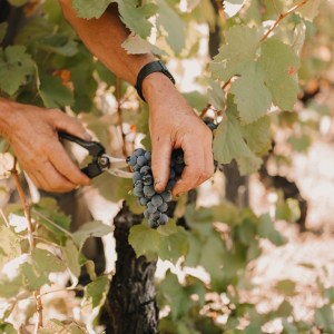 grape harvest program