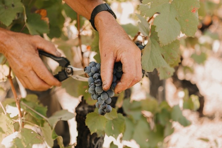 grape harvest program