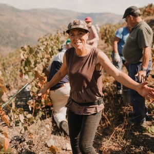 grape harvest program