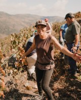 grape harvest program