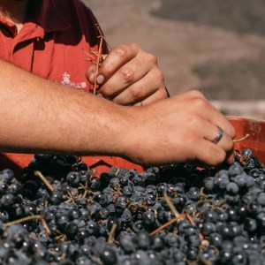 grape harvest program