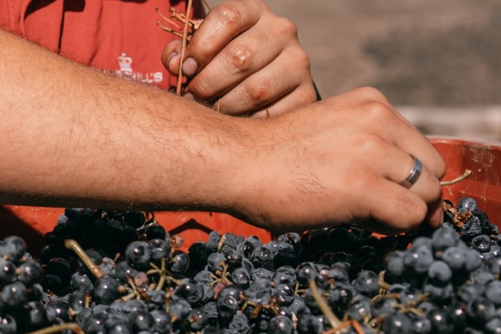 grape harvest program