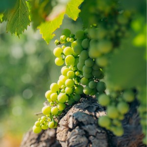 lamego grape harvest