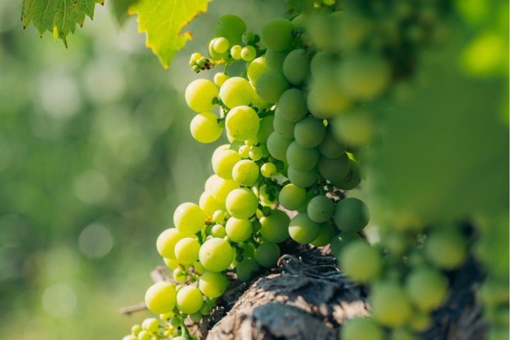 lamego grape harvest