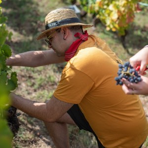 lamego grape harvest