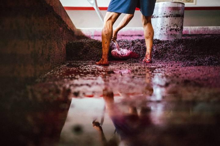 lamego grape harvest