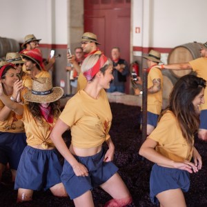 lamego grape harvest