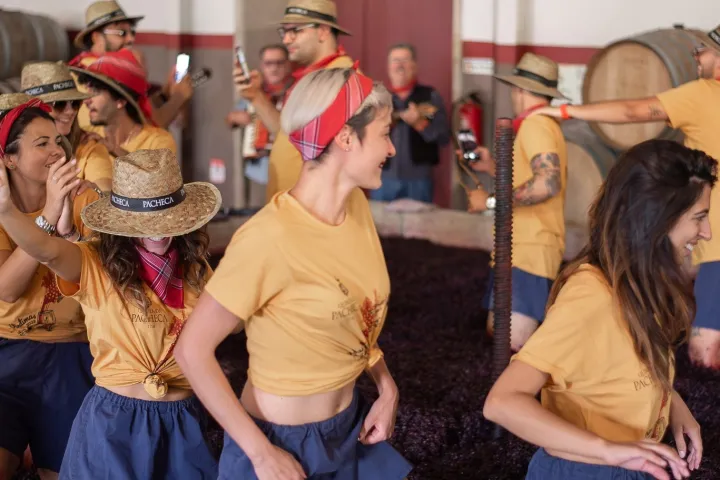 lamego grape harvest
